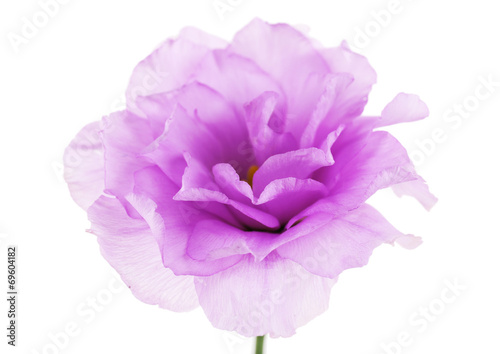 Fototapeta Naklejka Na Ścianę i Meble -  Purple artificial eustoma, isolated on white