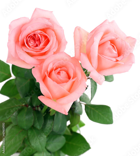 beautiful roses  isolated on white