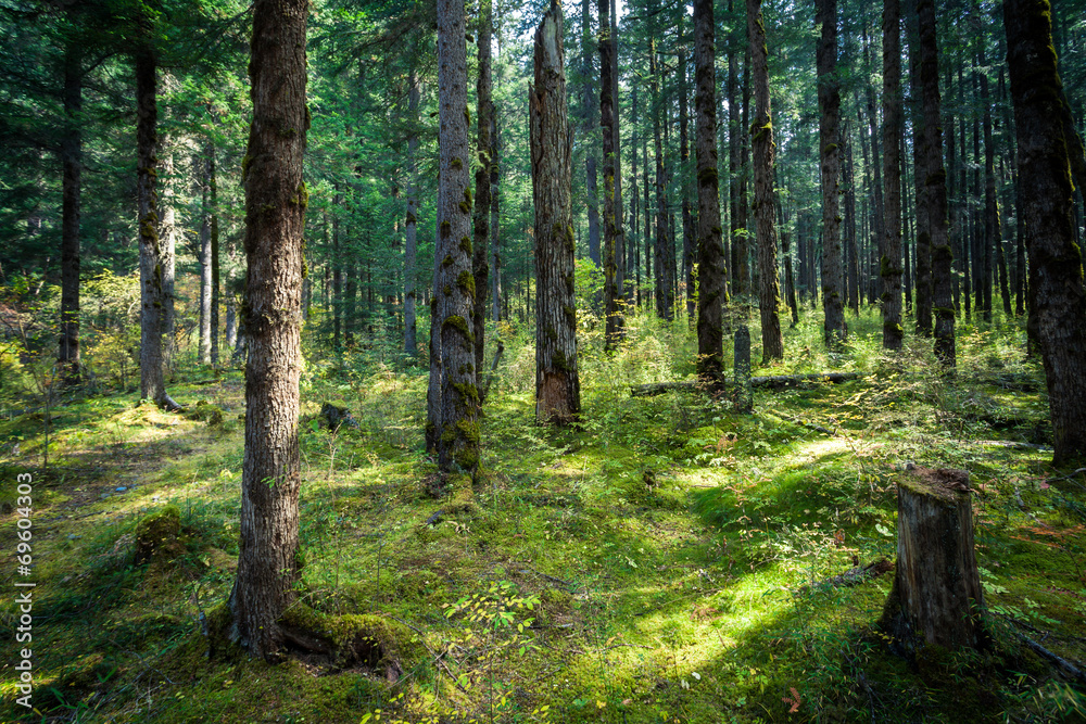 Obraz premium Forest tree