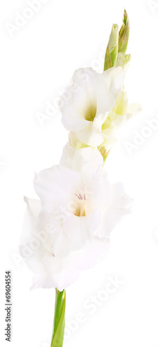 beautiful gladiolus flowers on light color background