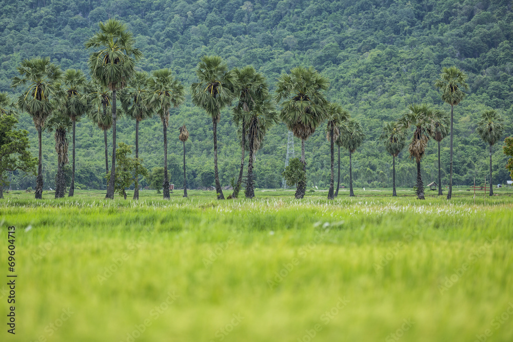 Sugar palm and Rice fields