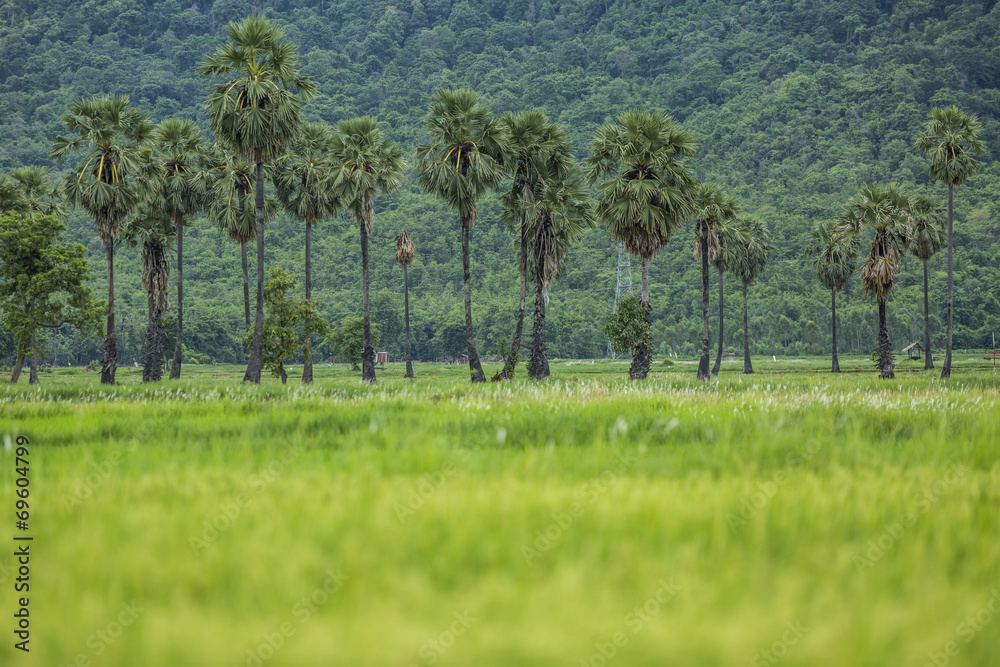 Sugar palm and Rice fields Sugar palm and Rice fields
