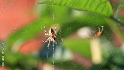 Spinne webt Netz photo