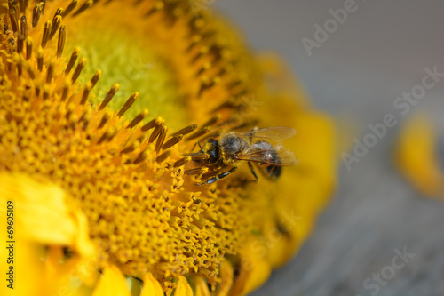 Close up macro bee working on sunflower © fotoscool