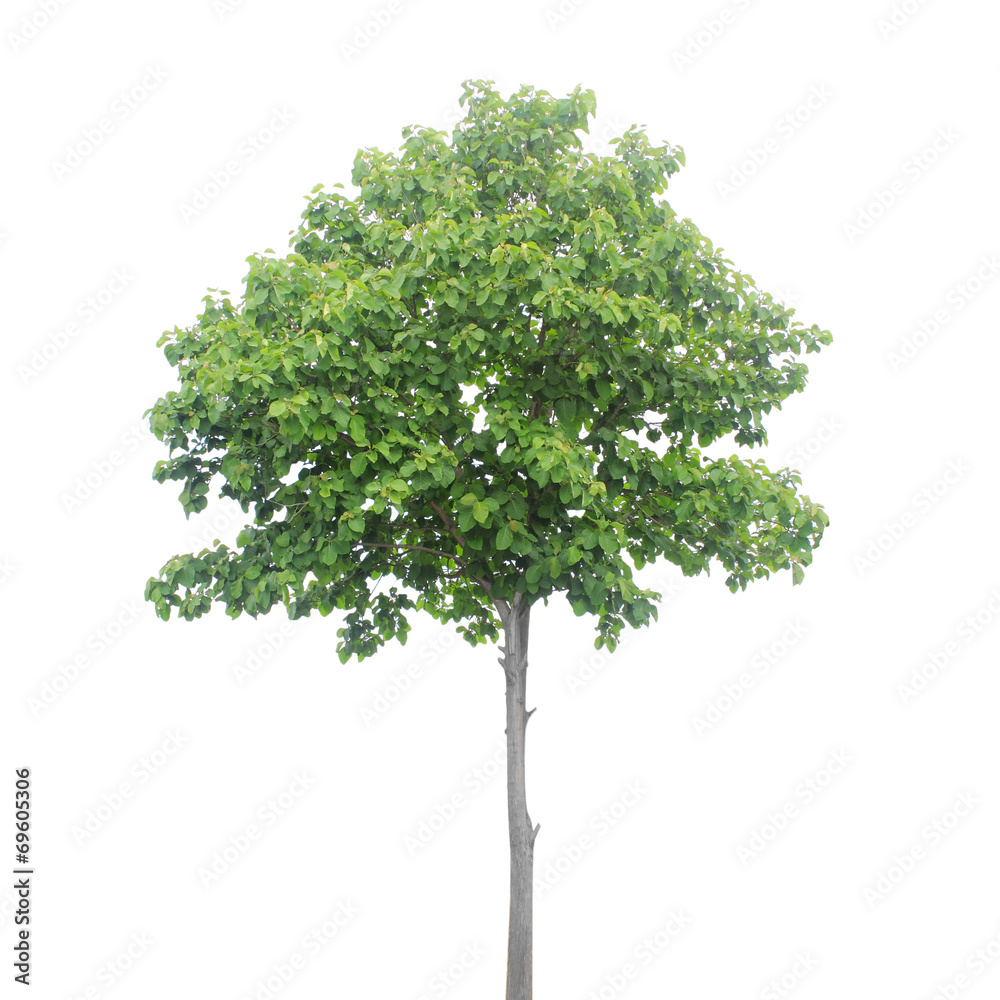 Tree isolated on white Tree isolated on white