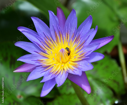 Single violet and yellow lotus