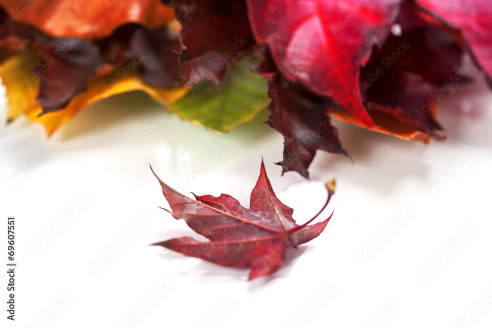 Fototapeta premium Autumn Leaves