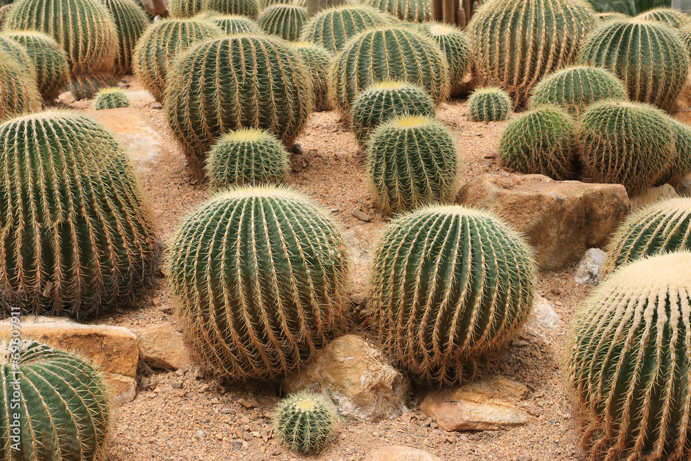 Cactus grows in sandy soil Cactus grows in sandy soil