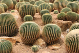 Cactus grows in sandy soil