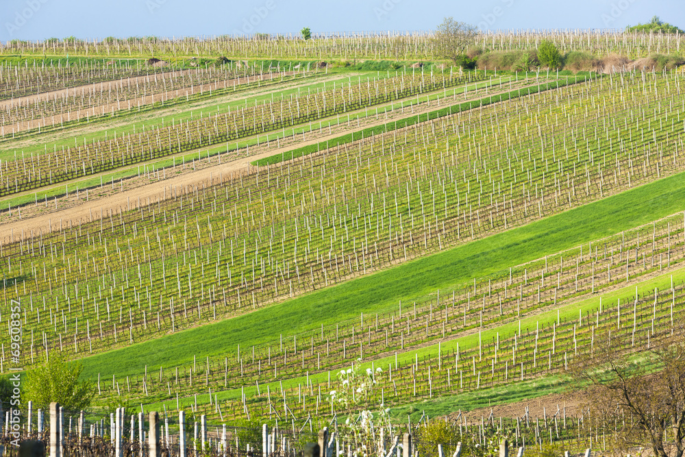 spring vineyards, Southern Moravia, Czech Republic