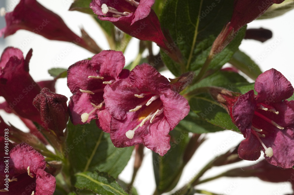 Fototapeta premium Weigelie; Weigela; florida;