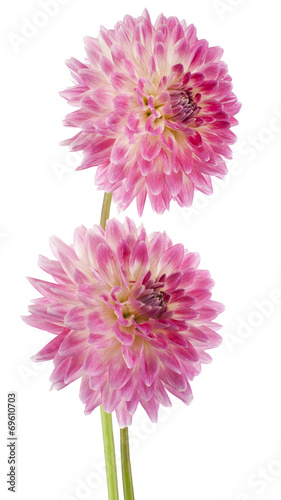 Fototapeta Naklejka Na Ścianę i Meble -  dahlia