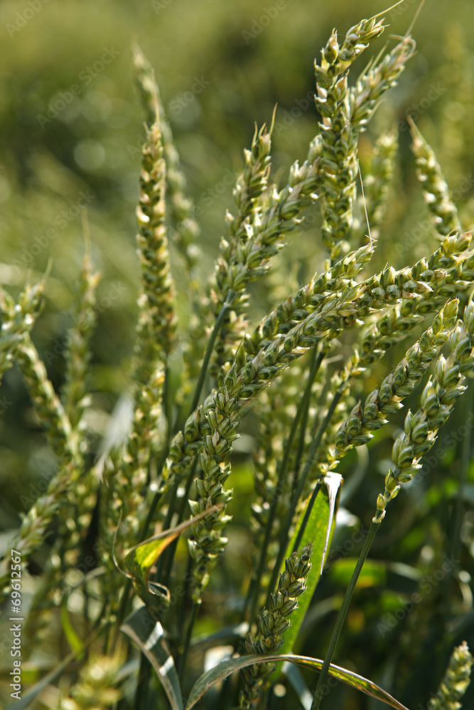 Ear young wheat in a field in summer. Ear young wheat in a field in summer.