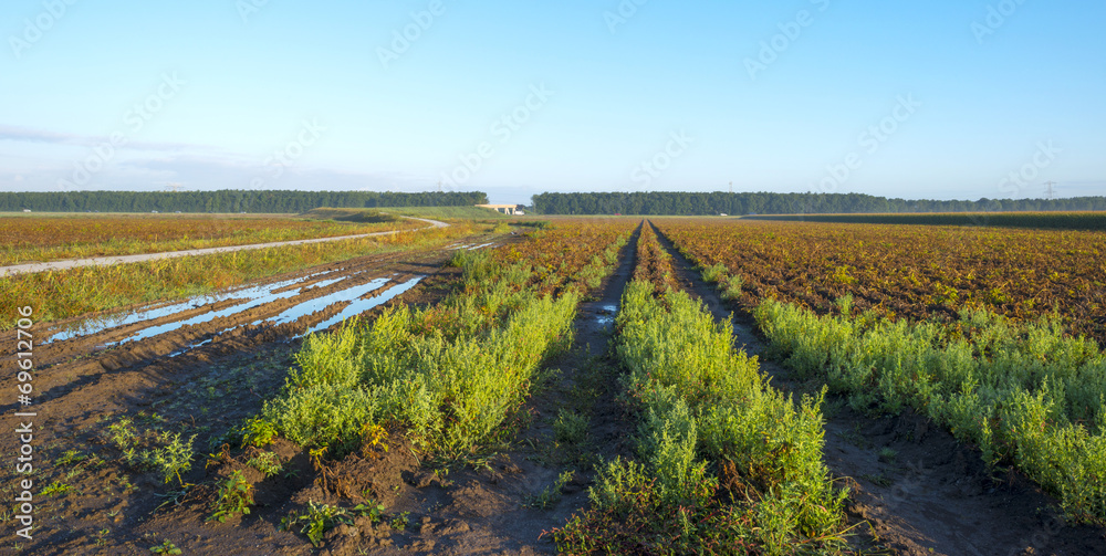 Tracks through a field in summer Tracks through a field in summer