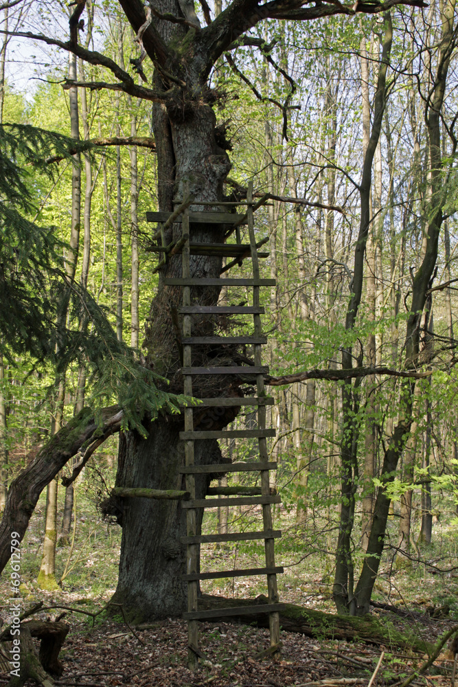 Fototapeta premium Hochsitz