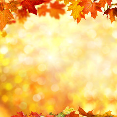 autumn background
