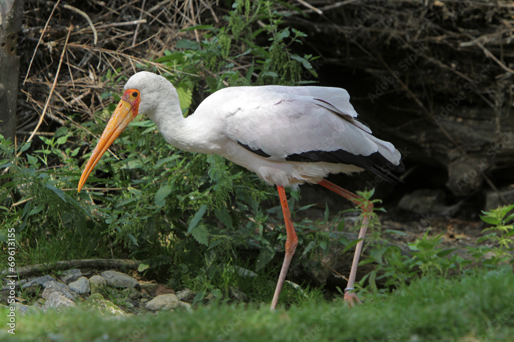 Fototapeta premium Nimmersatt