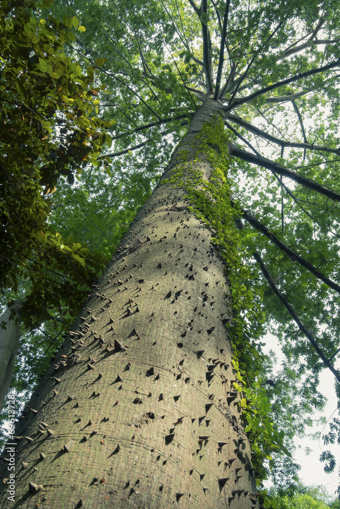 Fototapeta premium giant ceiba tree