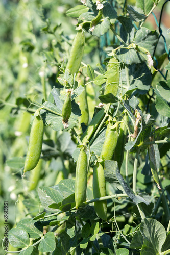 Peas