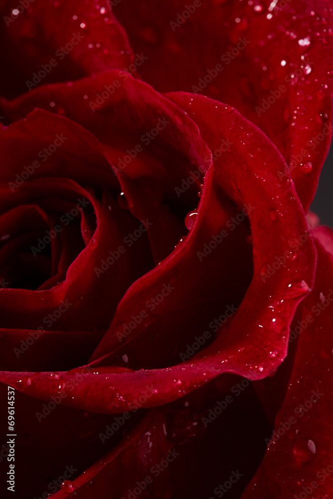 Fototapeta premium Red rose