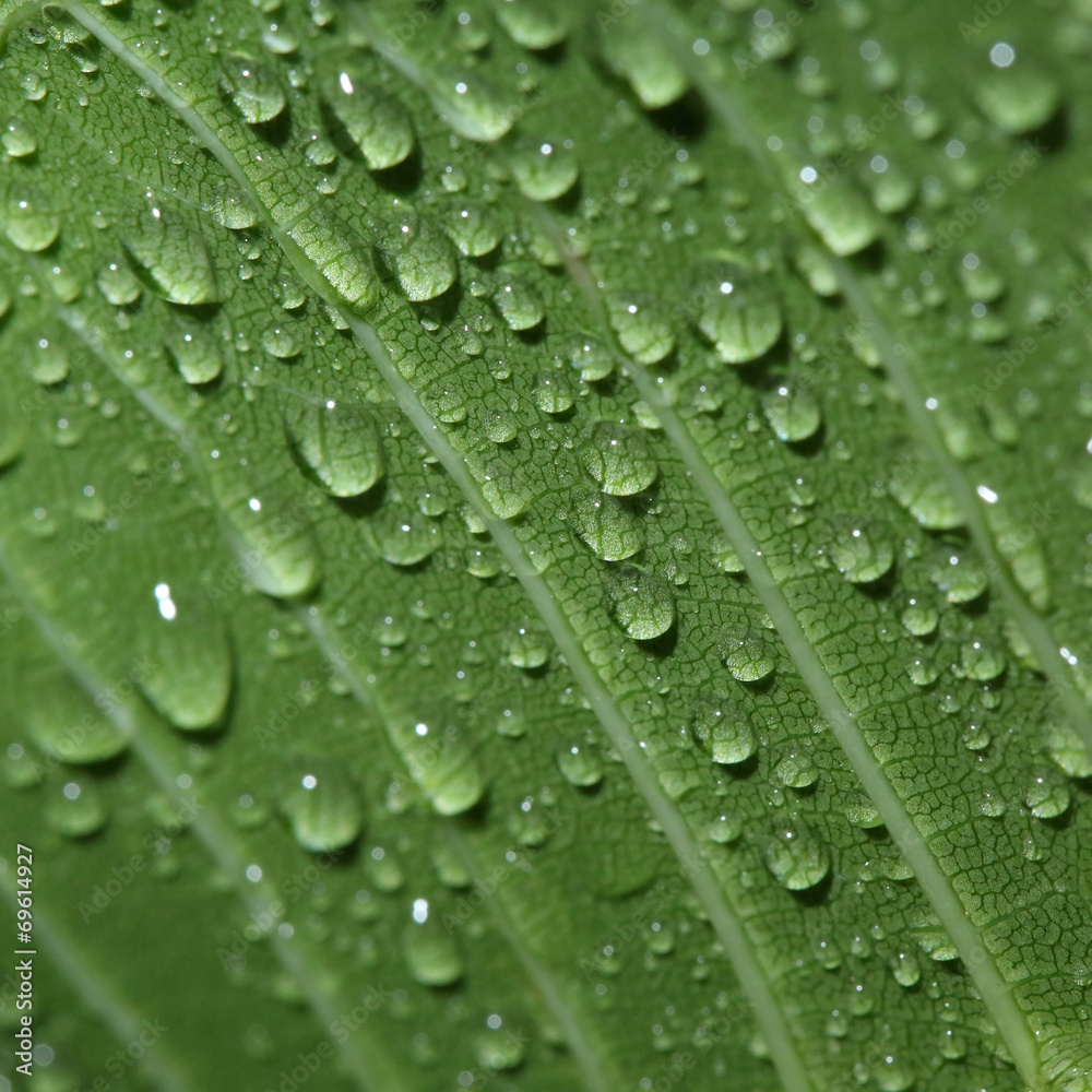 leaf with water dew drops leaf with water dew drops