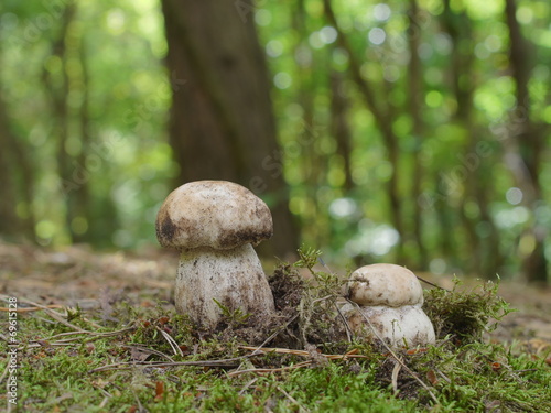 boletus edible mushrooms
