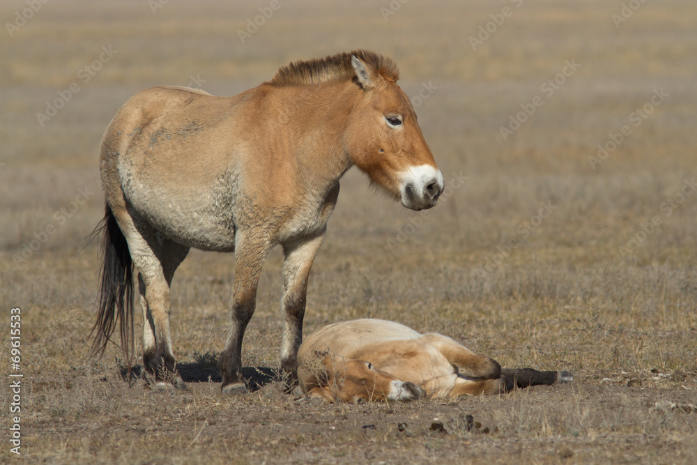 mare and foal Przewalski's horse in the autumn steppe mare and foal Przewalski's horse in the autumn steppe