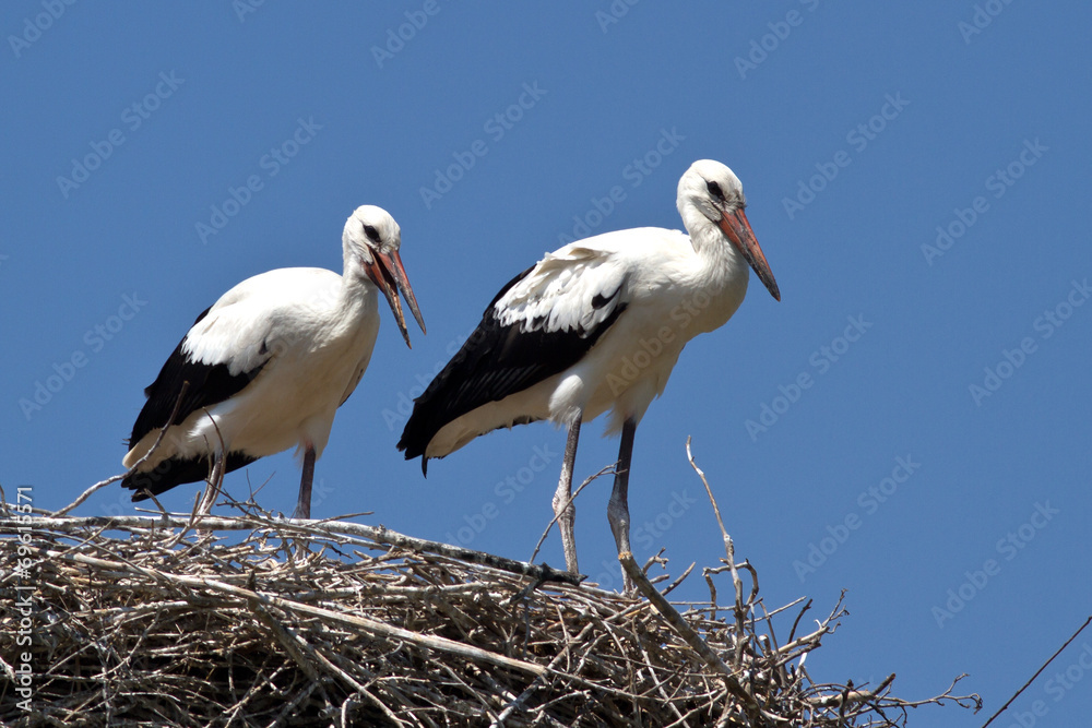 two white stork chicks sitting in nest on a summer day two white stork chicks sitting in nest on a summer day
