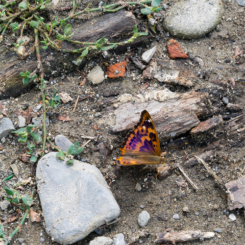 Lesser Purple Emperor butterfly - Apatura ilia. photo