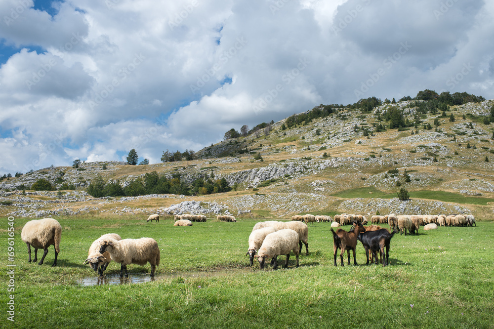 Flock of sheep