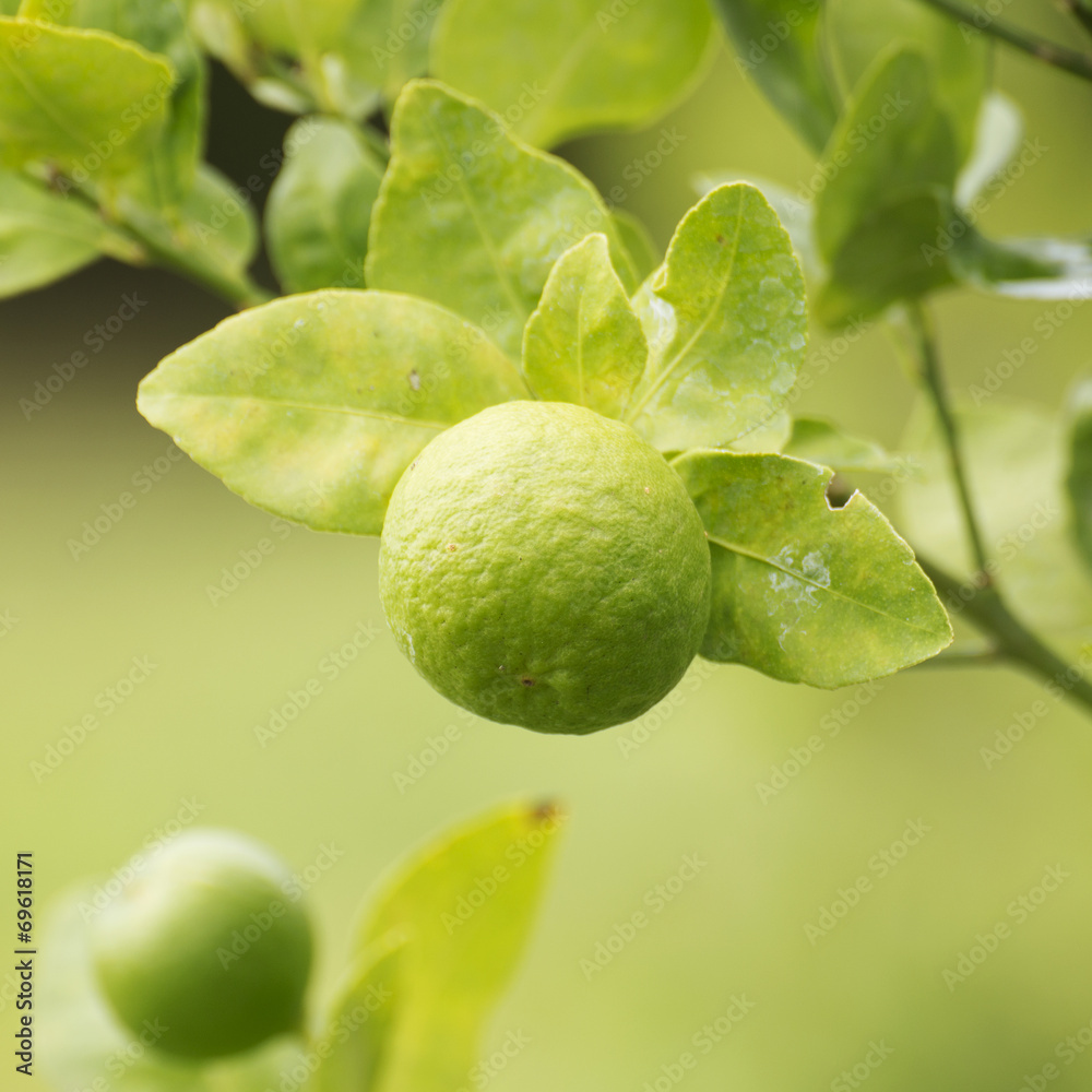 Fototapeta premium Lime fruit