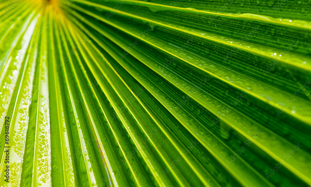 water drops on plant water drops on plant