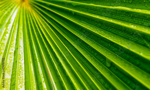 water drops on plant