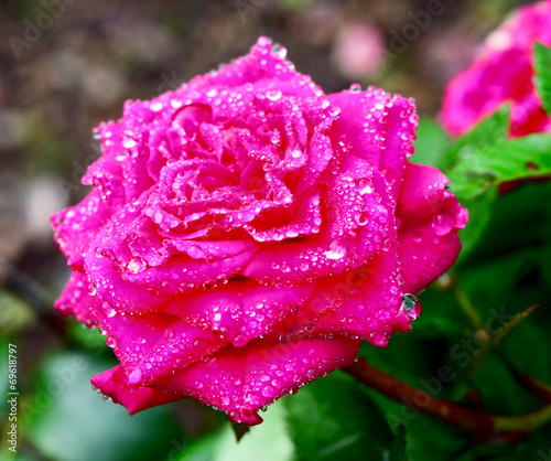 Rose after rain