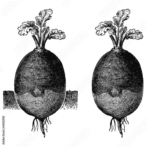 Rutabaga