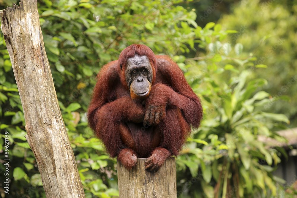 Naklejka premium orangutan