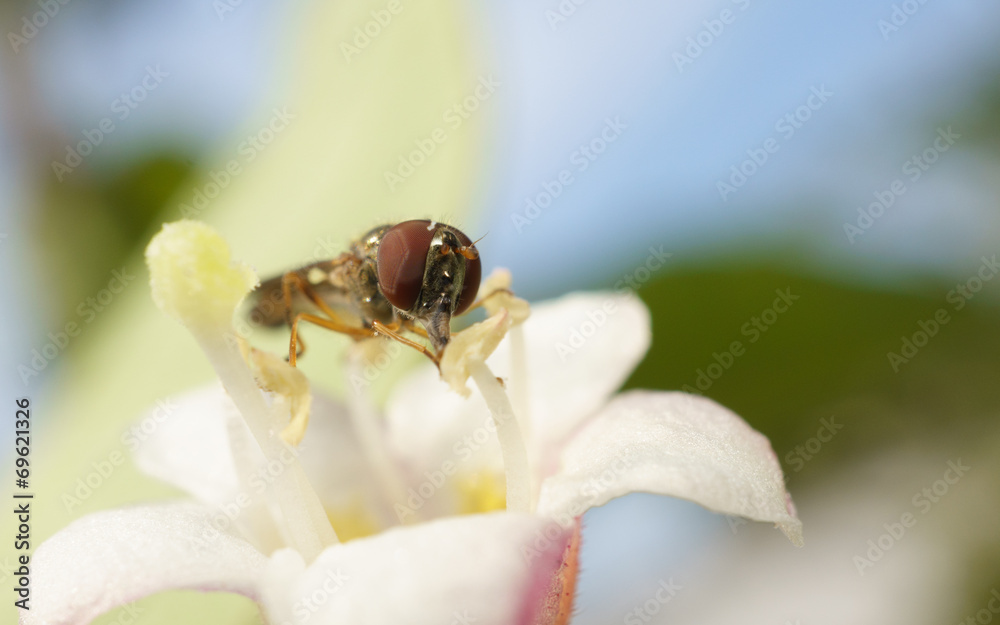 A macro photo of a Hoverfly on a beautiful white and pink flower A macro photo of a Hoverfly on a beautiful white and pink flower