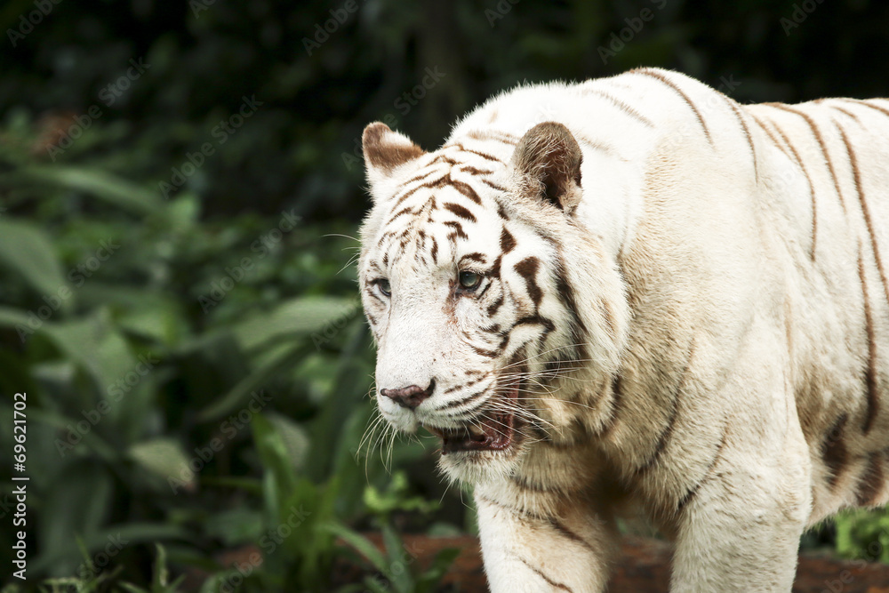 Naklejka premium white tiger