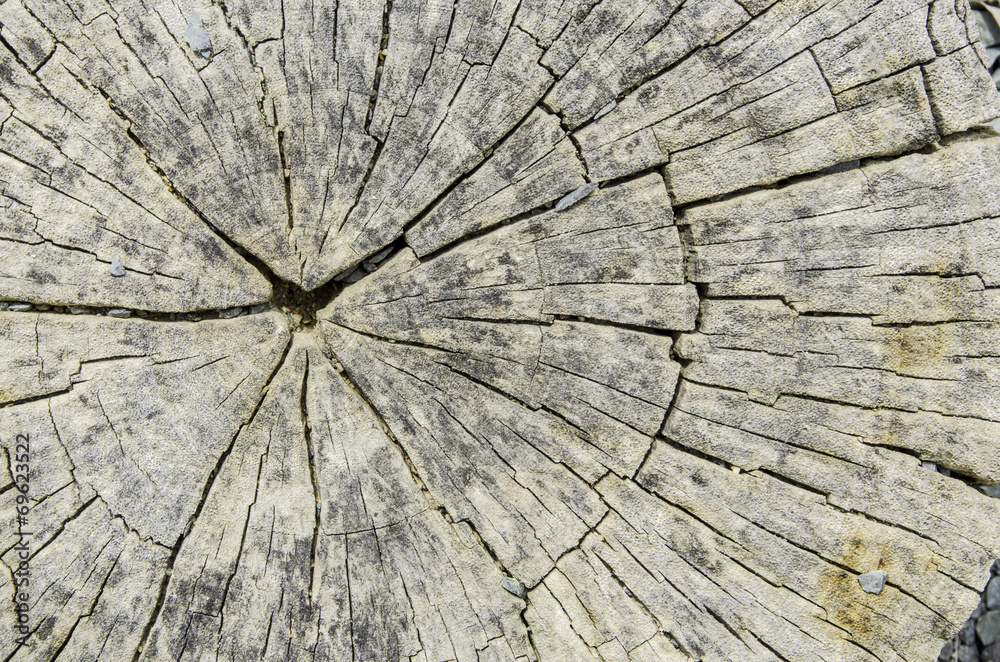 Fototapeta premium Old tree stump texture with cracks.