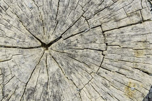 Old tree stump texture with cracks.