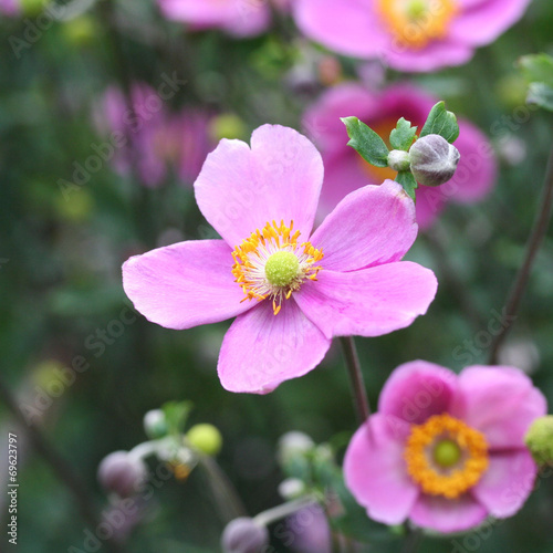 anemone giapponese rosa_ giardino