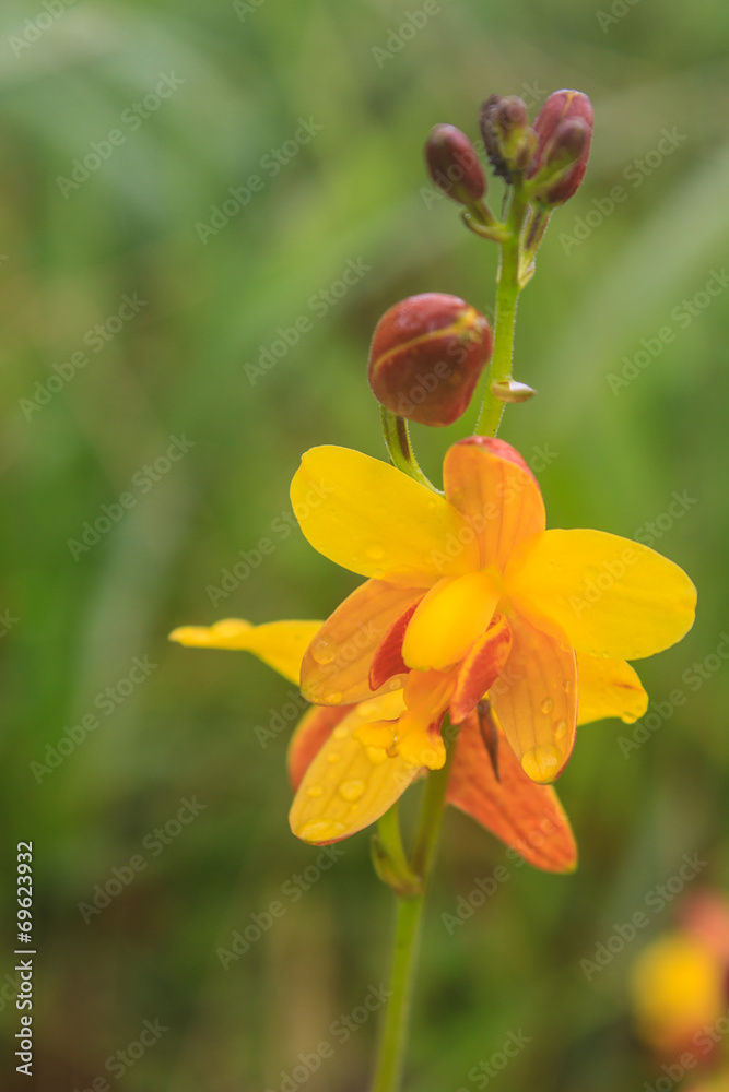Fototapeta premium Spathoglottis lobbii Lindl flower