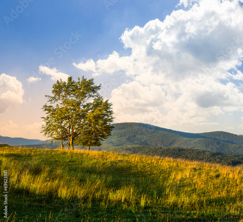 trees near valley in mountains  on hillside