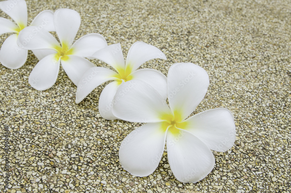 Plumeria on the gravel.