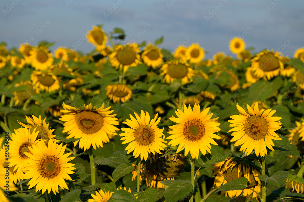 sunflowers sunflowers