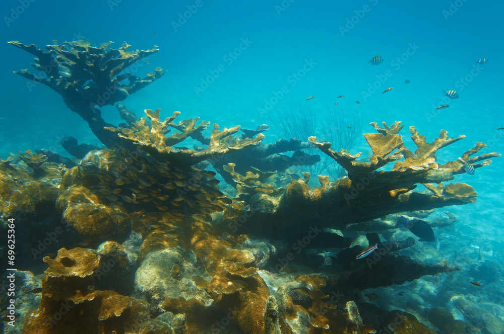 Underwater landscape in a reef with elkhorn coral