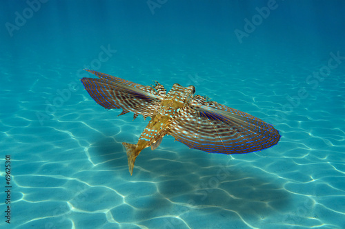 Canvastavla Flying Gurnard fish underwater over a sandy seabed, Caribbean sea