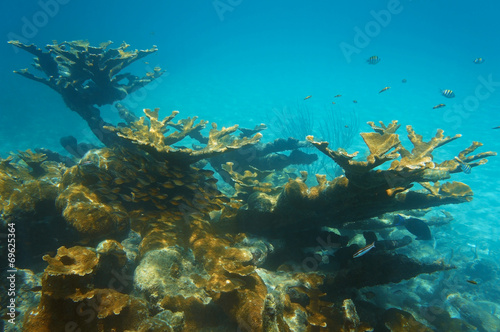 Underwater landscape in a reef with elkhorn coral © dam