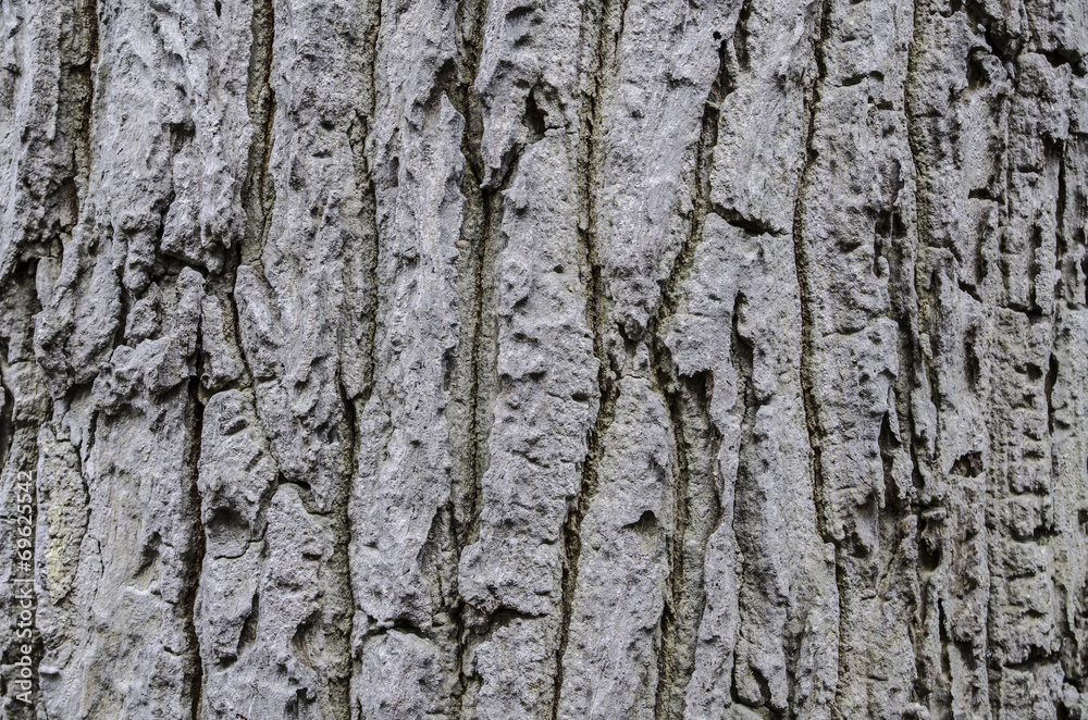 Obraz premium Tree bark texture