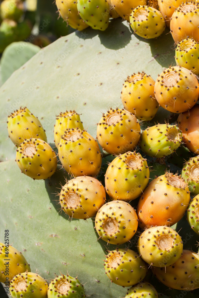 prickly pears, fruit typical of the Mediterranean